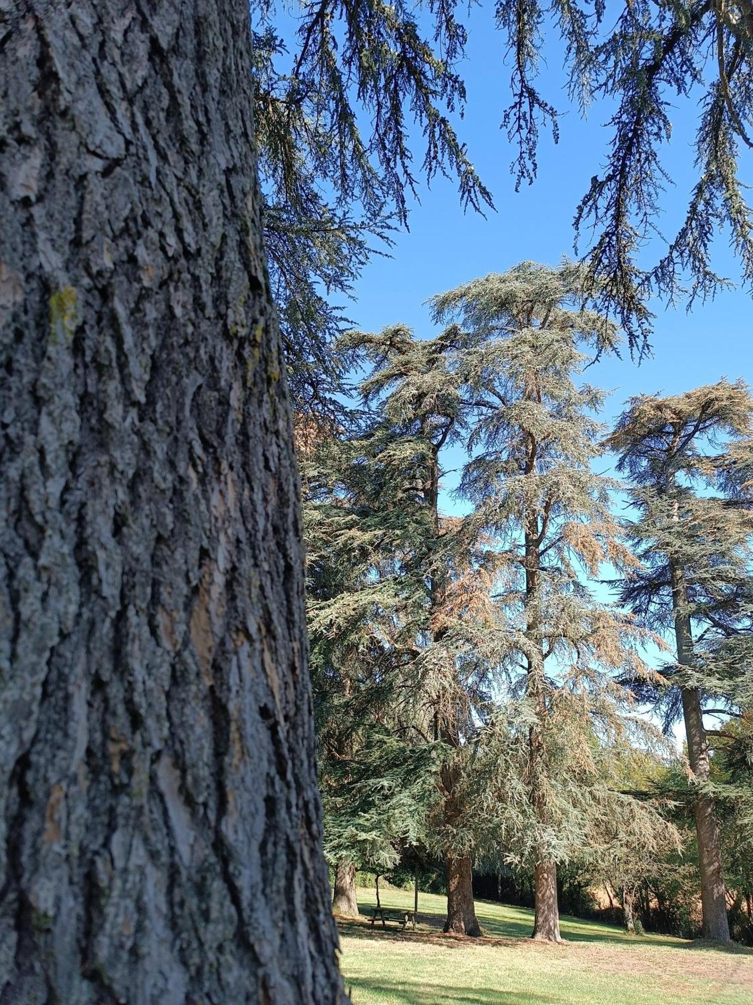 ホテル Le Jardin Des Cedres ラヴォール エクステリア 写真